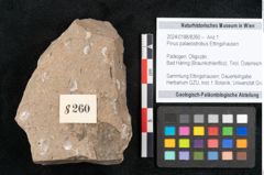 Foto (Objekt + Etikett) von Pinus palaeostrobus Ettingshausen (NHMW-GEO-2024-0188-8260)